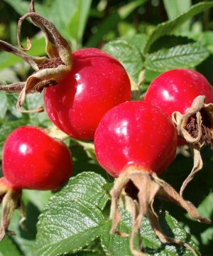 rosehip-back-aborns-blog2